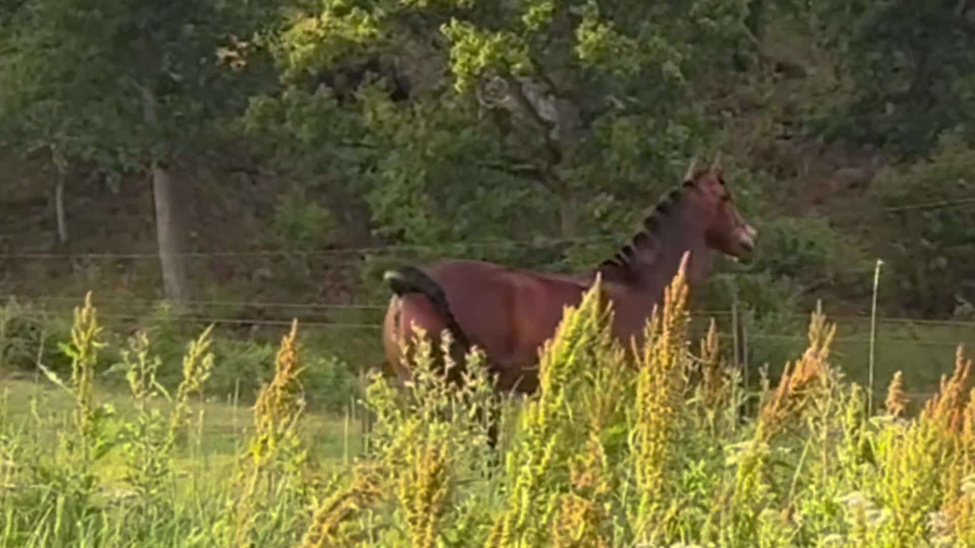 Allround hästar till salu: Welsh Cob-sto med kvalitet, stam & framtid🌟 - Video 1