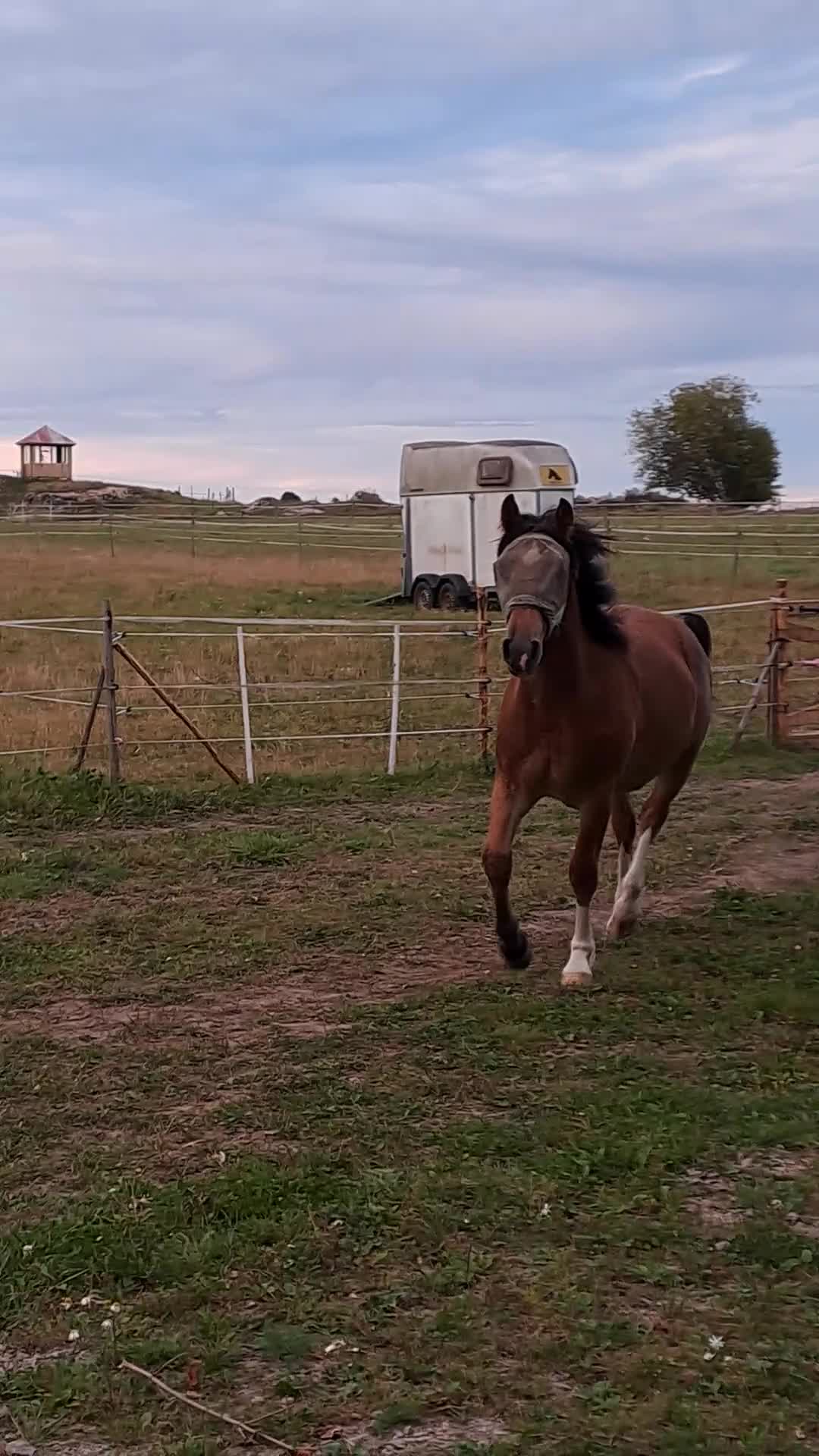 Allround hästar till salu: 2årig Valack  i Kvänum - Video 2
