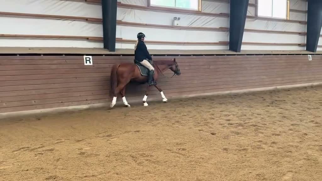 Dressyr hästar till salu: FEI-ponny med massor av ridglädje - Video 2