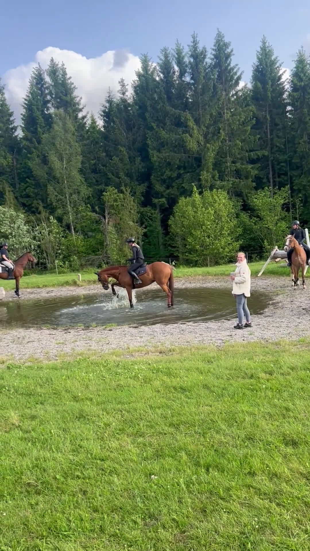 Allround hästar till salu: Fantastisk allroundhäst av lättare typ i Växjö - Video 1
