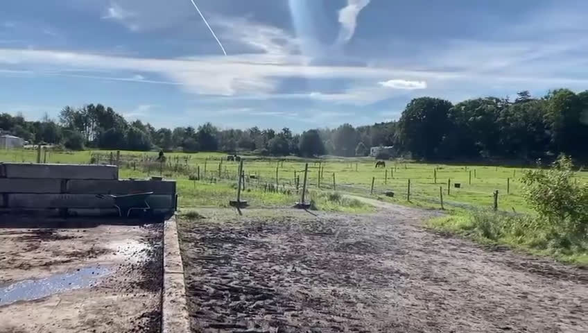 Hoppning hästar till salu: Charmig vallack  - Video 1