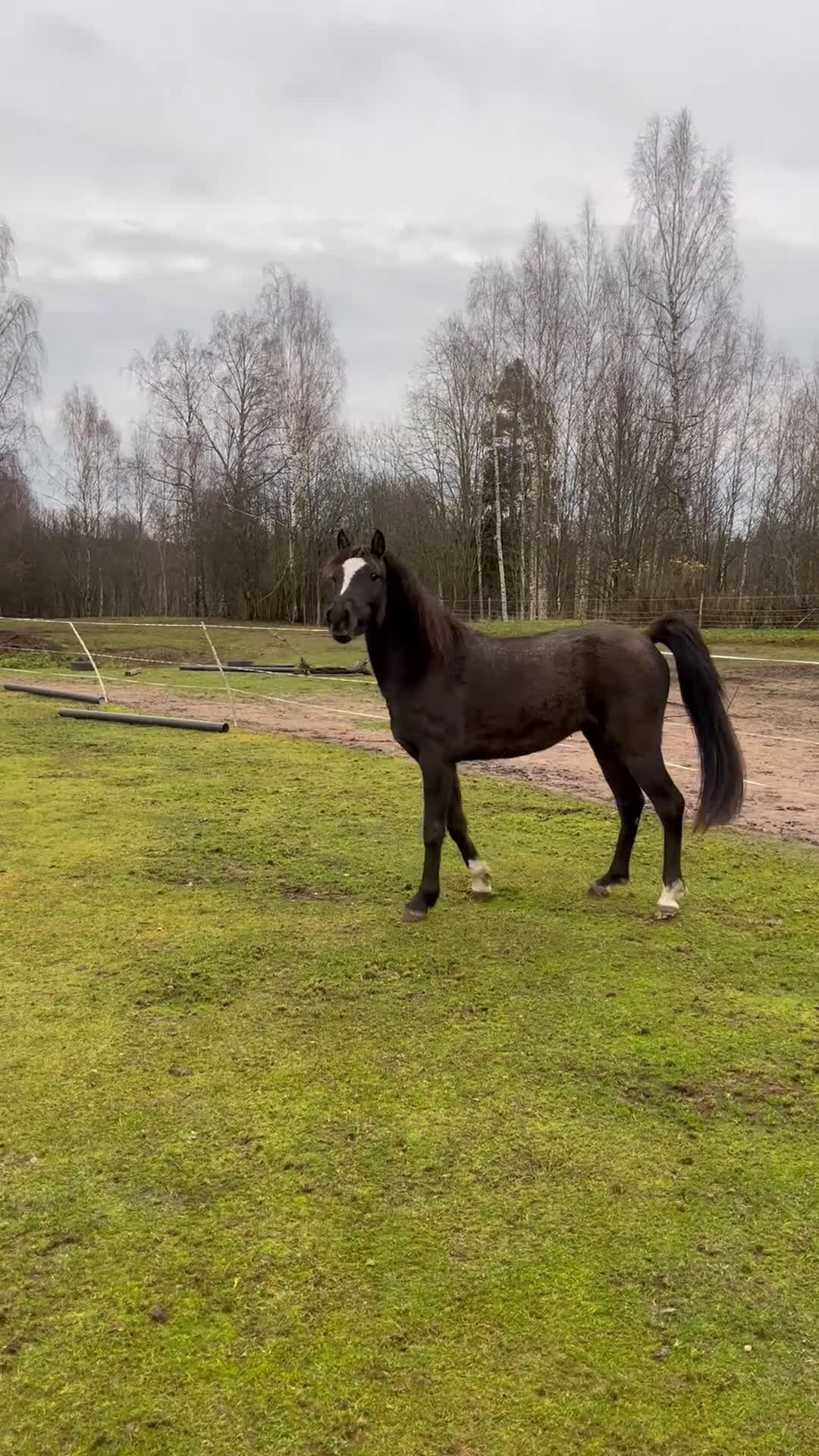 Allround hästar till salu: Blivande tävlingsponny eller lyxig hobbyhäst i Borlänge - Video 2