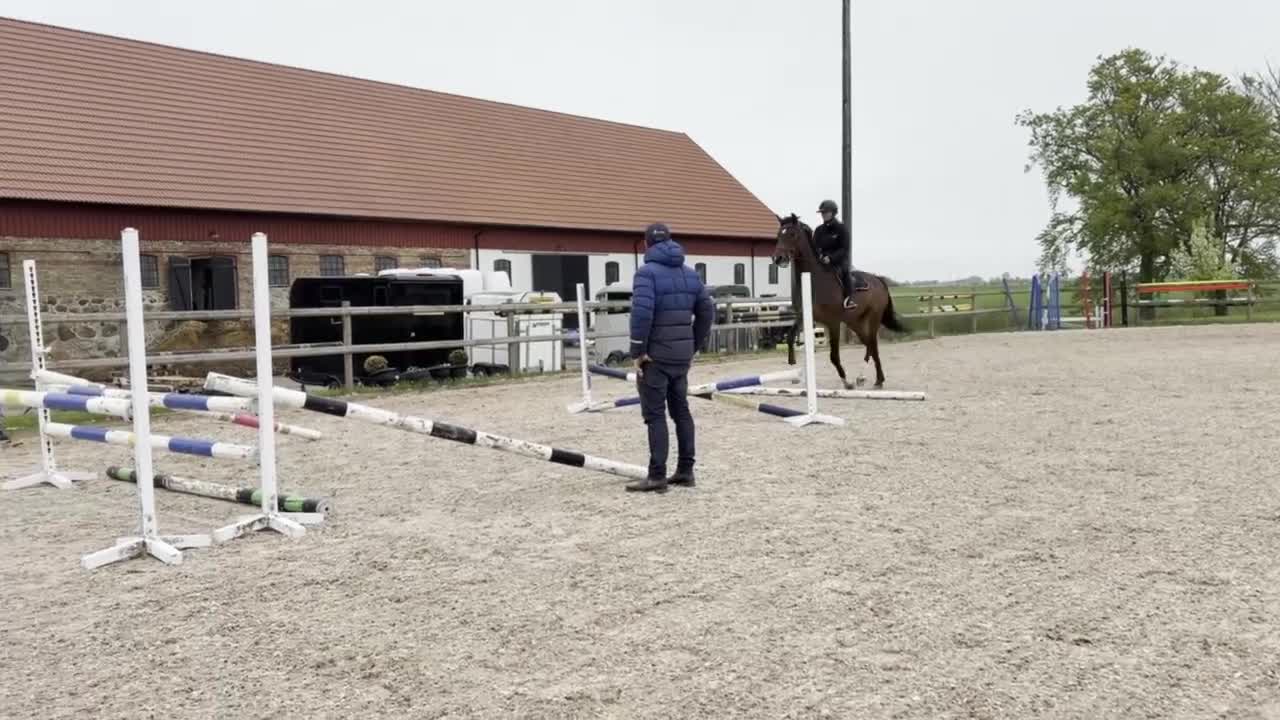 Dressyr hästar till salu: Fint framtidslöfte!🌟 - Video 2