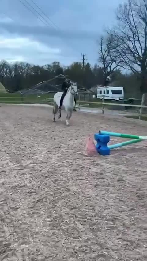 Allround hästar till salu: Snäll och trygg häst som söker nytt hem - Video 2