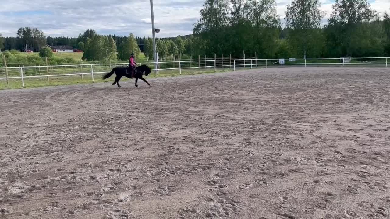 Allround hästar till salu: Fin kallblodstravare söker nytt hem🌟 i Boden - Video 3