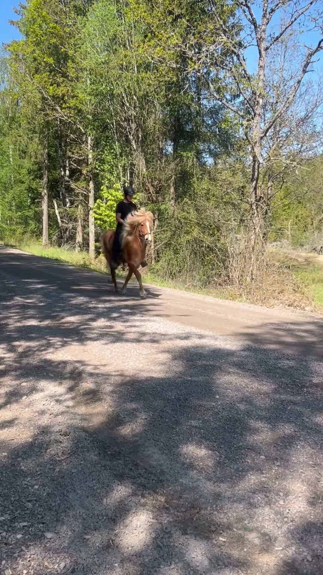 Island hästar till salu: Rolig valack med mycket att utveckla  - Video 3