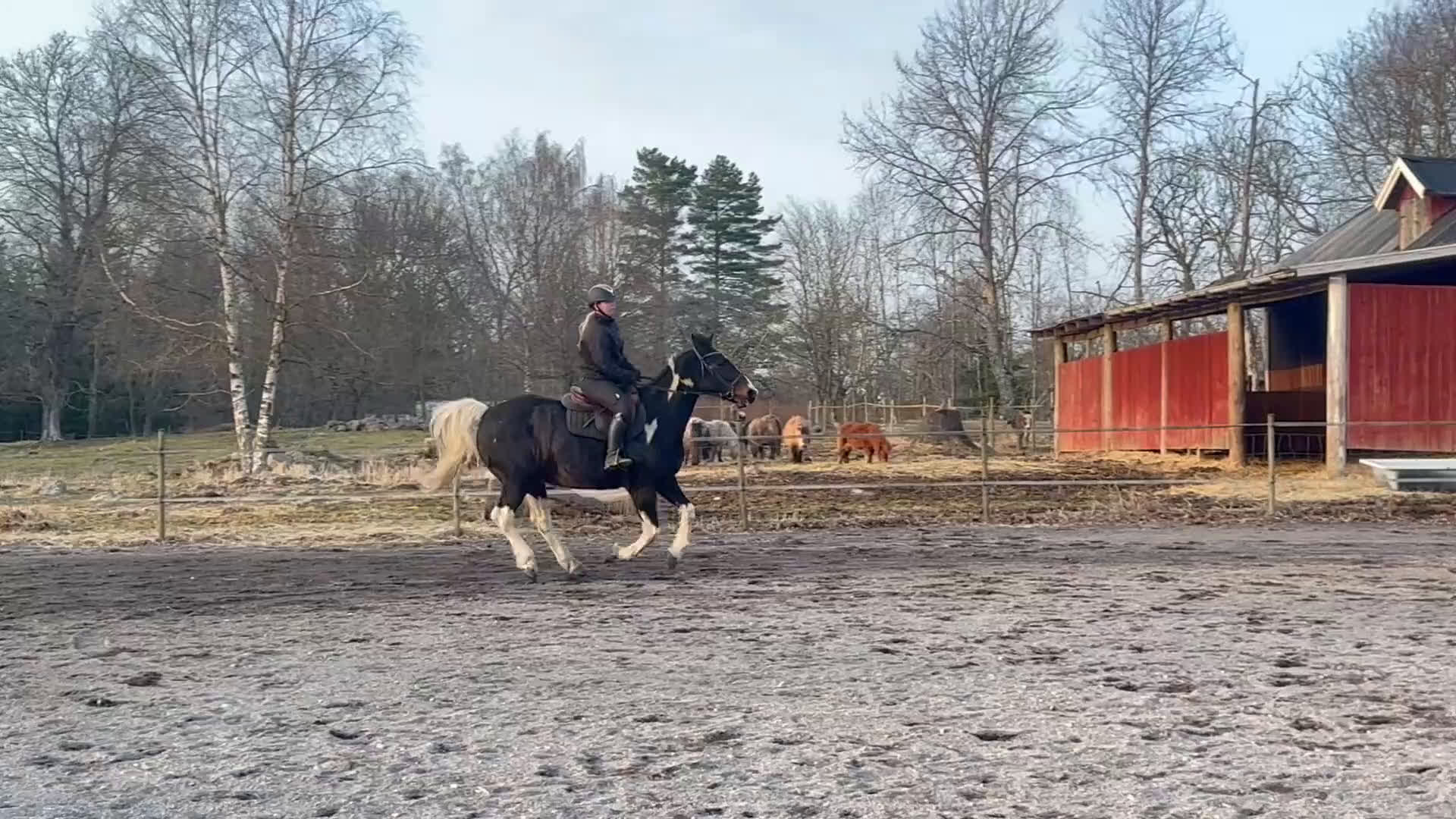 Allround hästar till salu: Familj/verksamhetshäst - Video 4