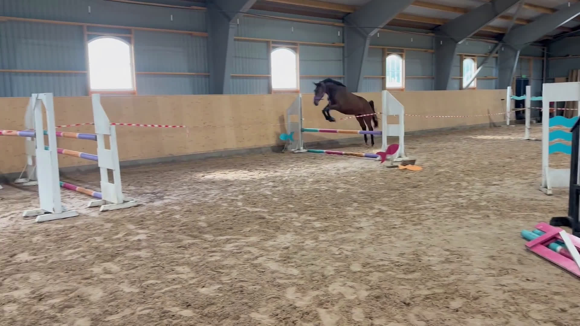 Allround hästar till salu: Lyxig Hobbyhäst i Tomelilla - Video 3