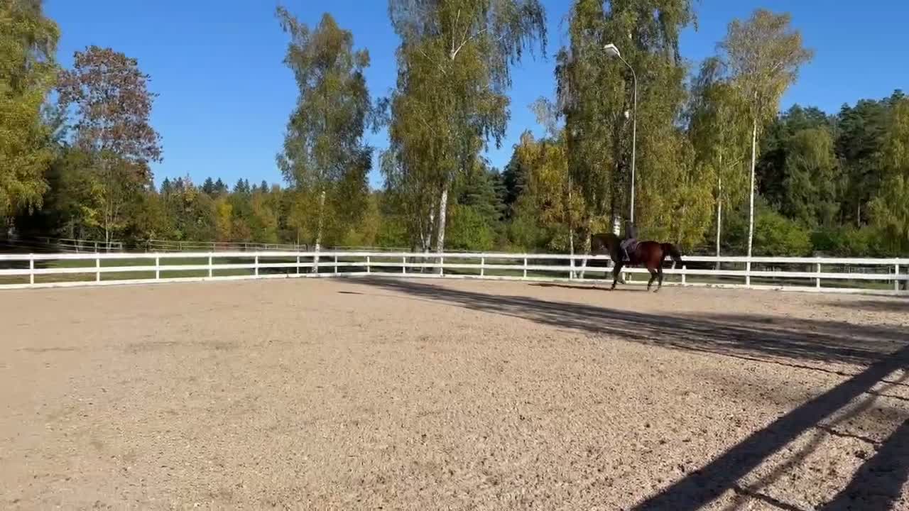 Hoppning hästar till salu: En riktigt gentleman  - Video 1