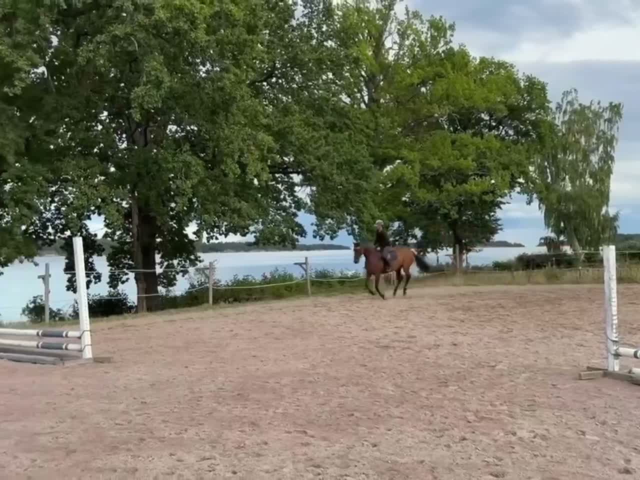 Allround hästar till salu: Bästa Kompis  - Video 1