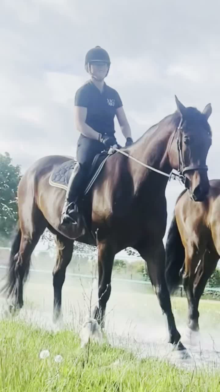 Dressyr hästar till salu: ✨ Lyxig valack söker sitt rätta hem ✨ - Video 1