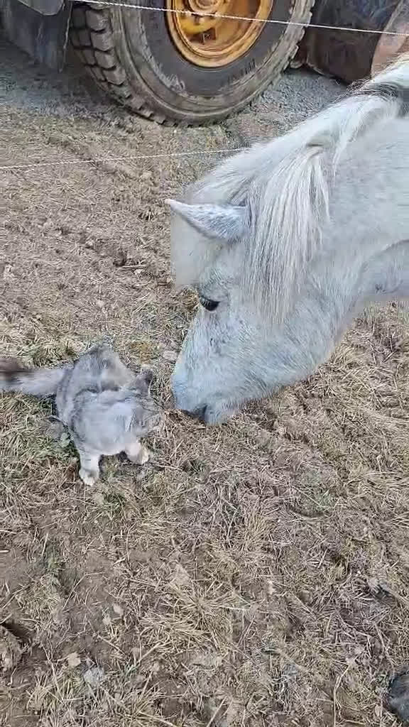 Island hästar till salu: Jara Från Jakobdalsgård i Riddarhyttan - Video 1