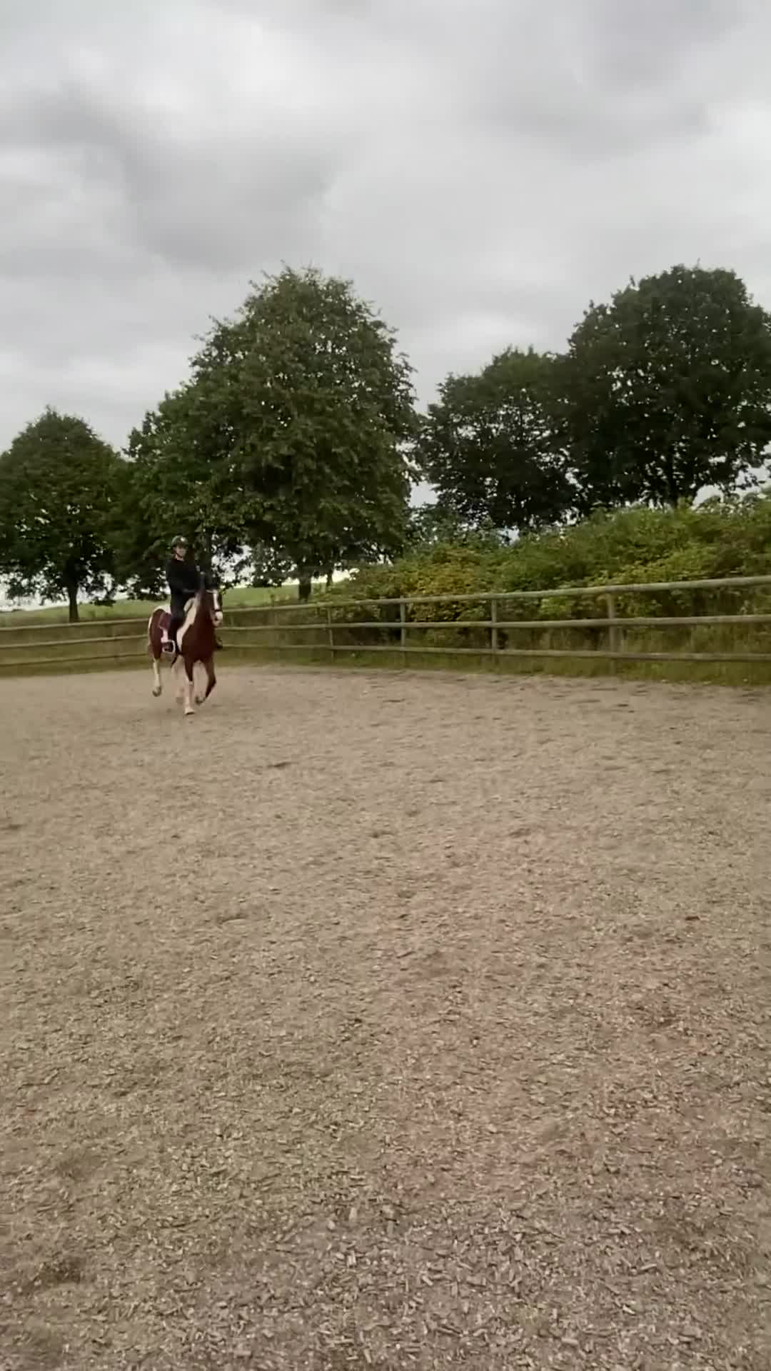 Allround hästar till salu: Rolig bästa vän söker nytt hem - Video 3