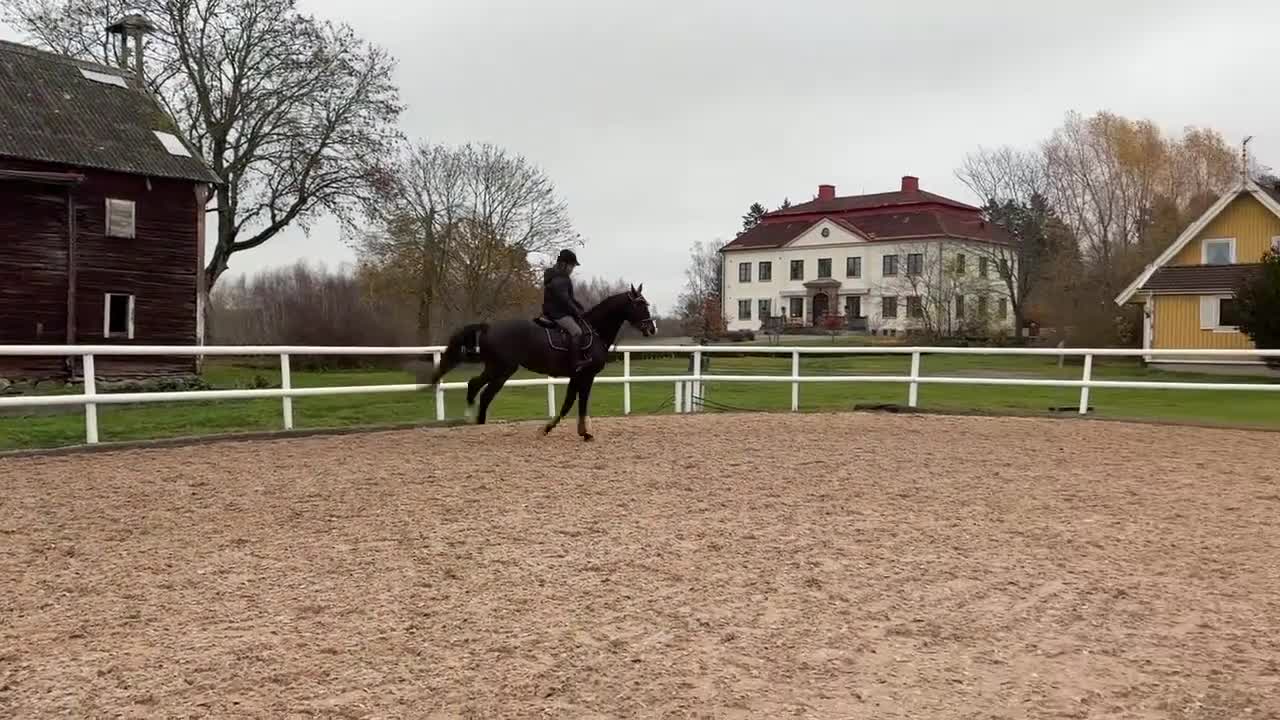 Hoppning hästar till salu: Stjärna för framtiden  - Video 1