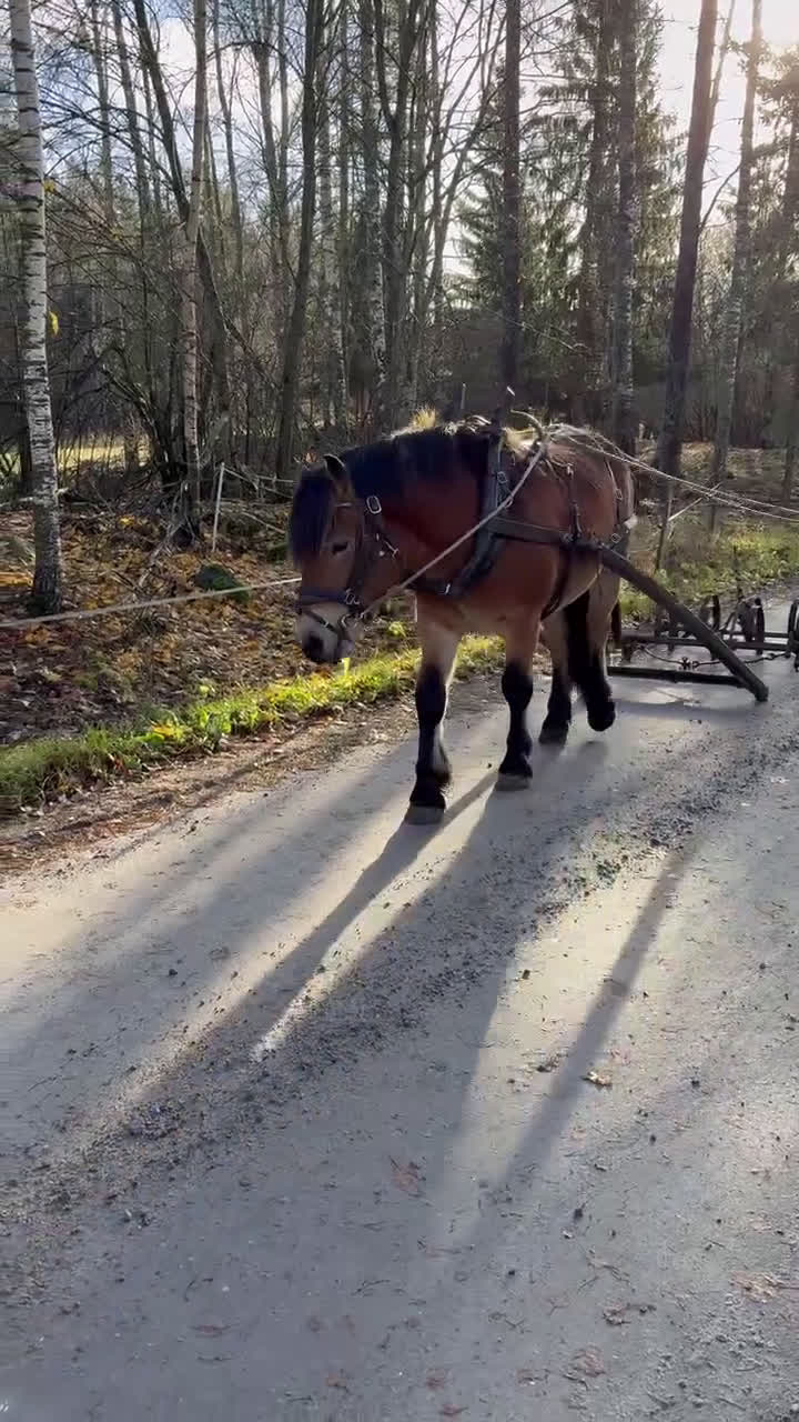 Körning hästar till salu: Fin körhäst i Enånger - Video 3
