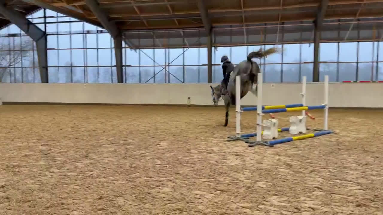 Hoppning hästar till salu: Toppstammad grön 5 åring  i Södra Sandby - Video 1