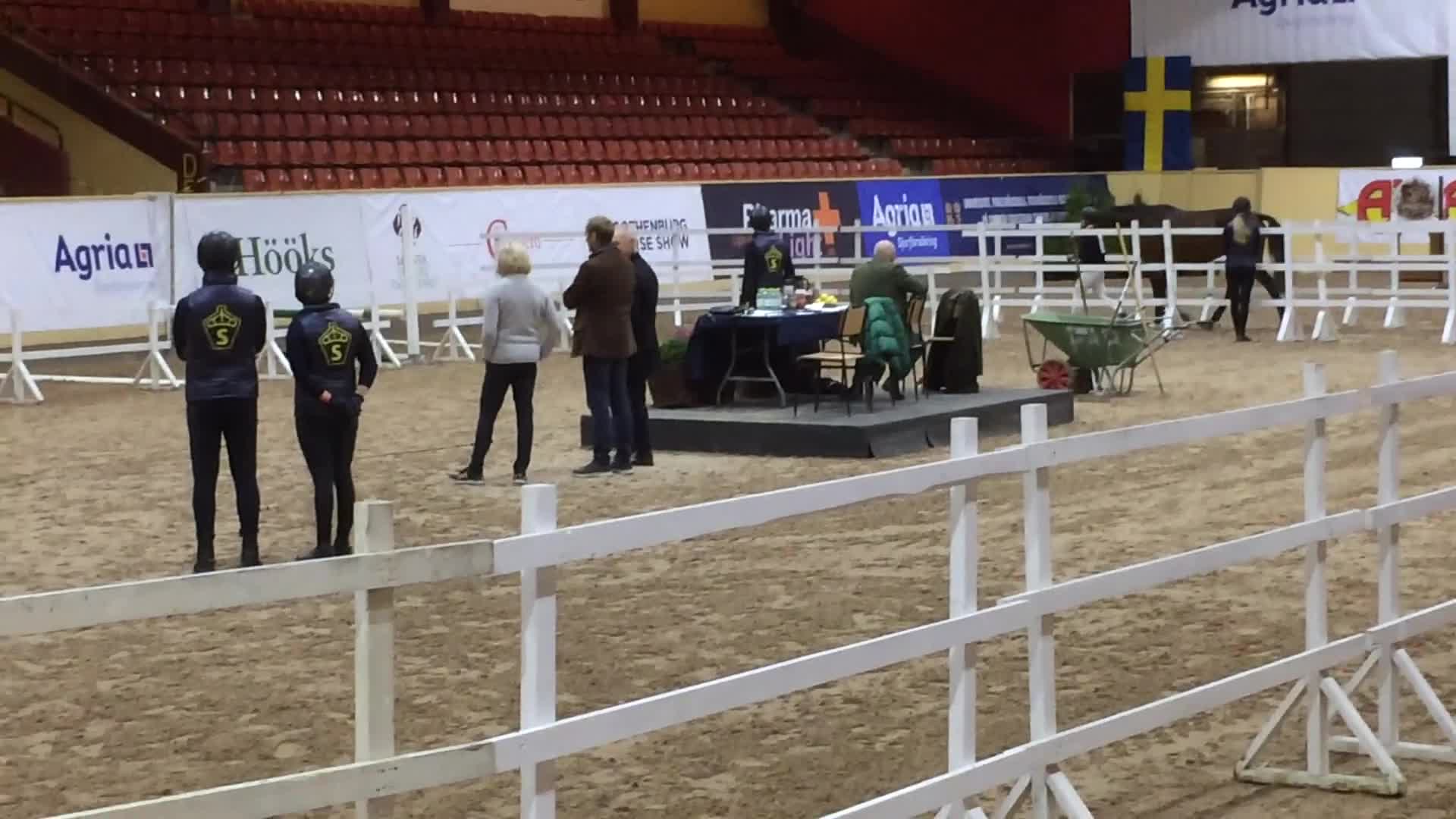 Hoppning hästar till salu: Tävlingshäst och Selektionssto - Video 1