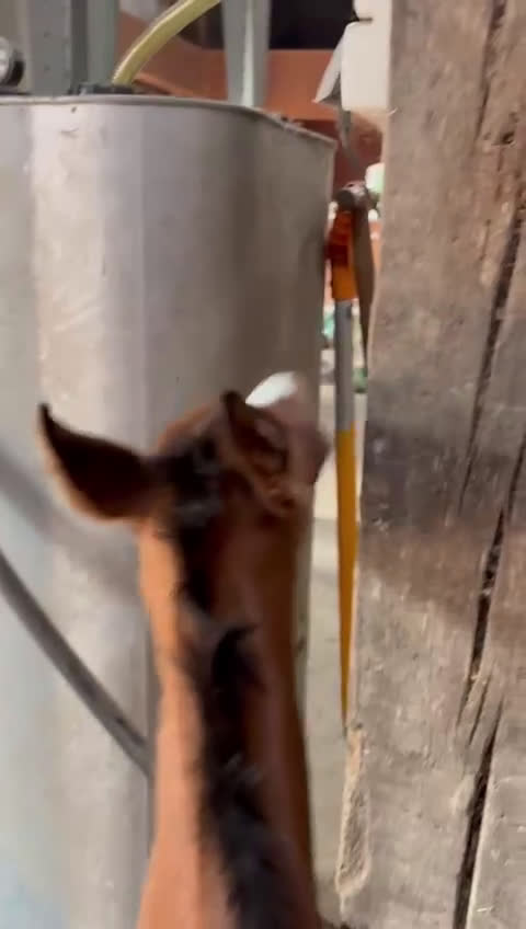 Hoppning hästar till salu: Daisy Jones - Söt och välstammad i Vadstena - Video 1