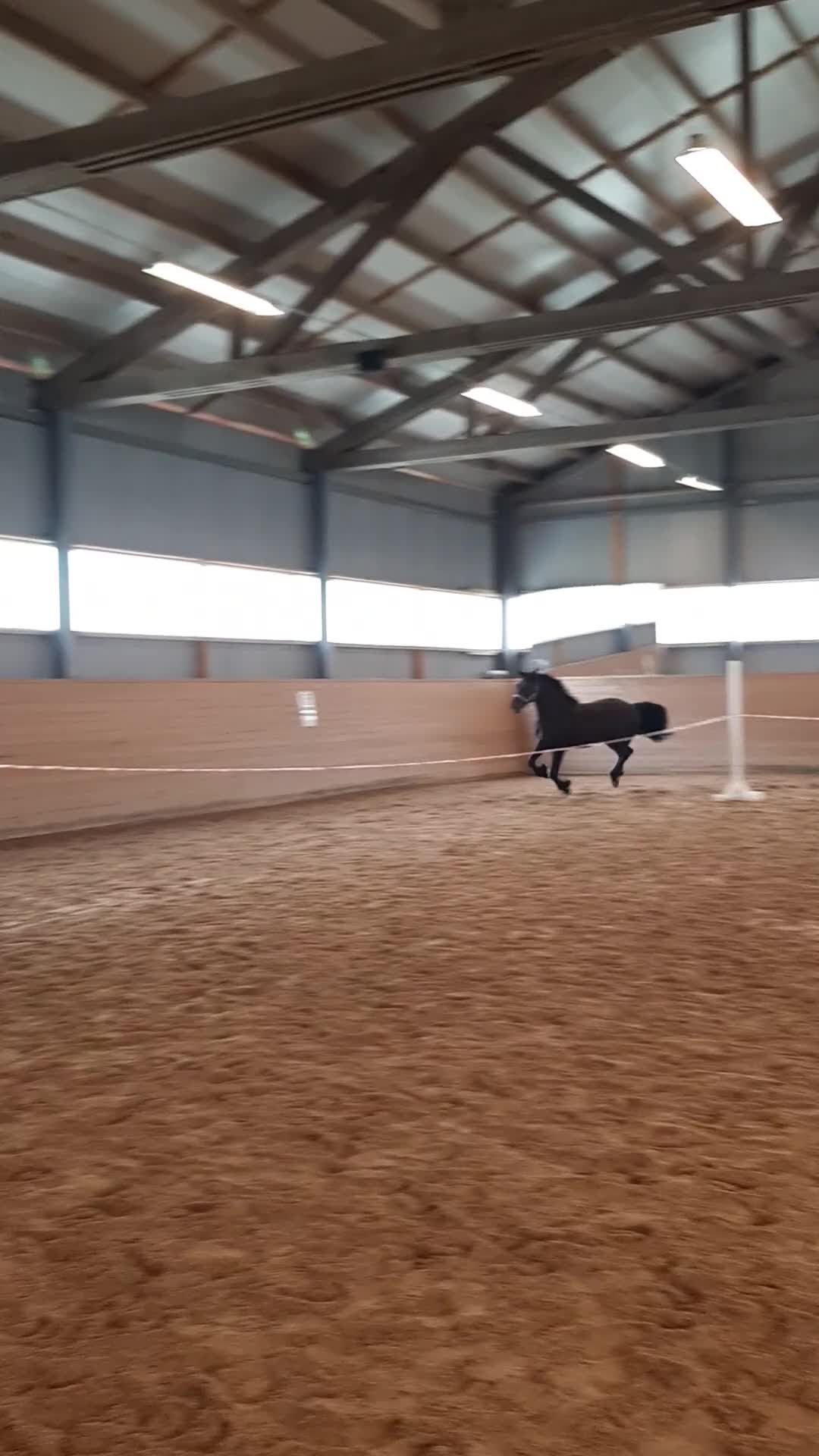 Allround hästar till salu: Fantastiskt welsh Cob Sto! i Pålsboda - Video 1