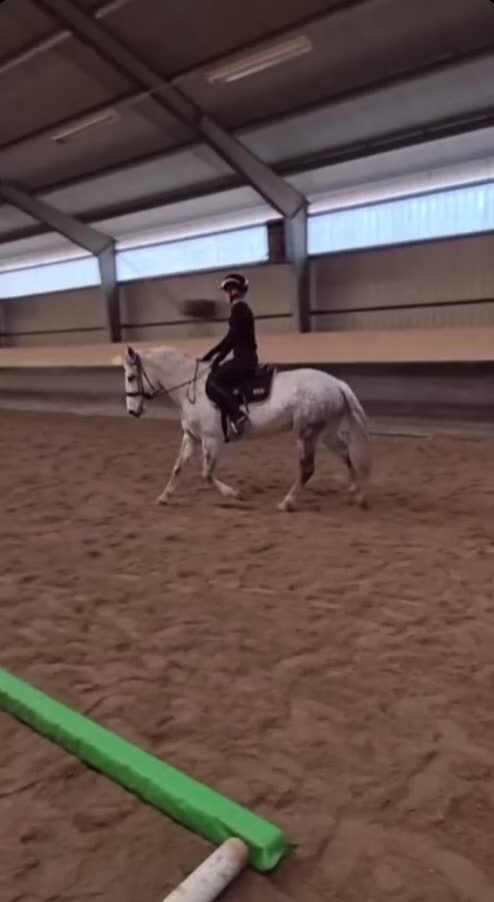 Dressyr hästar till salu: Powerponny med potential - Video 1