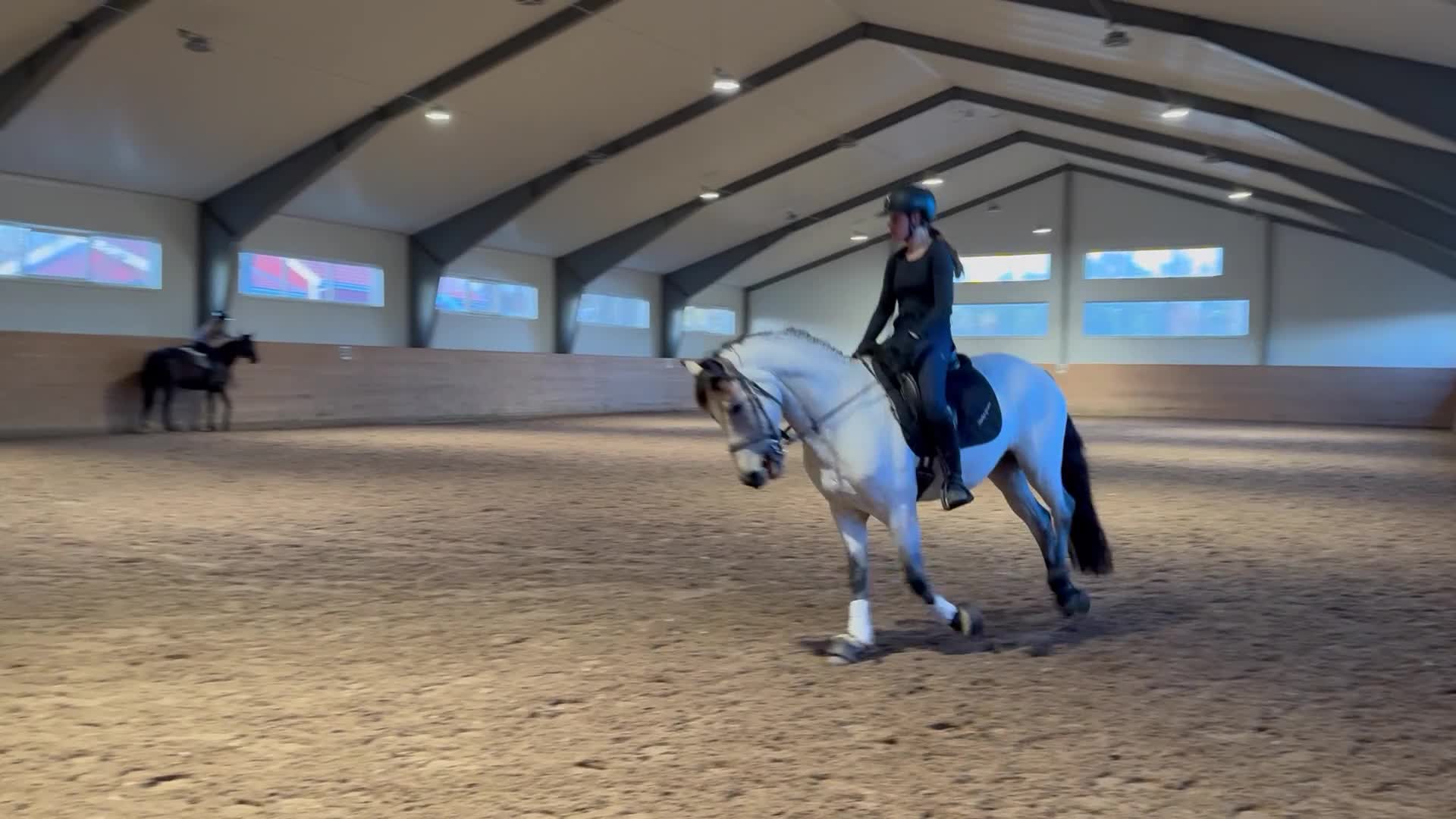 Allround hästar till salu: Rutinerad snygg maxad D-ponny som är med på allt - Video 1