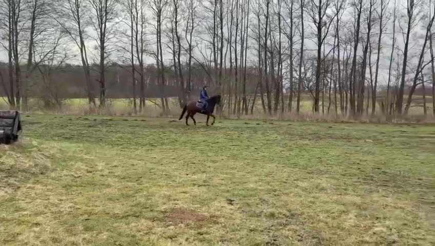 Hoppning hästar till salu: Talangfull och okomplicerad 4-åring - Video 1