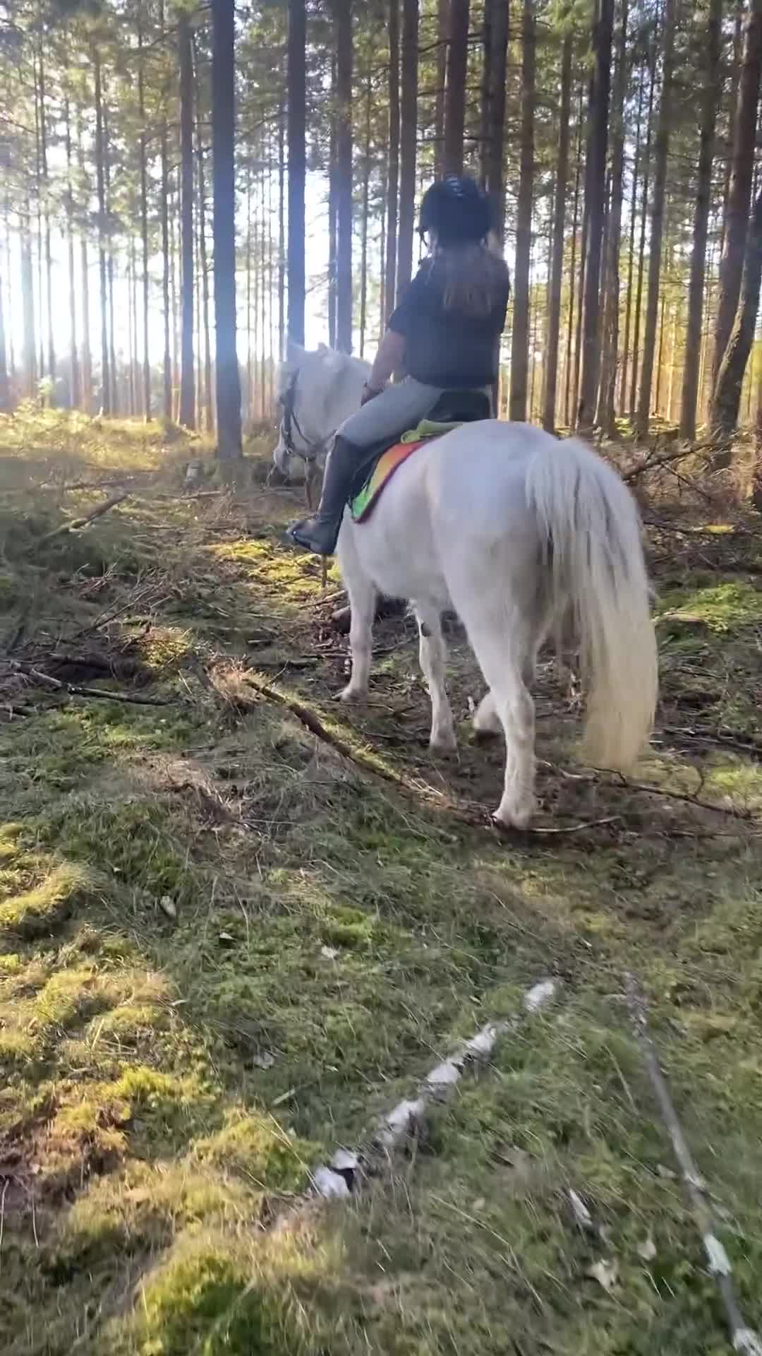 Allround hästar till salu: Welsh mountain-sto - Video 2