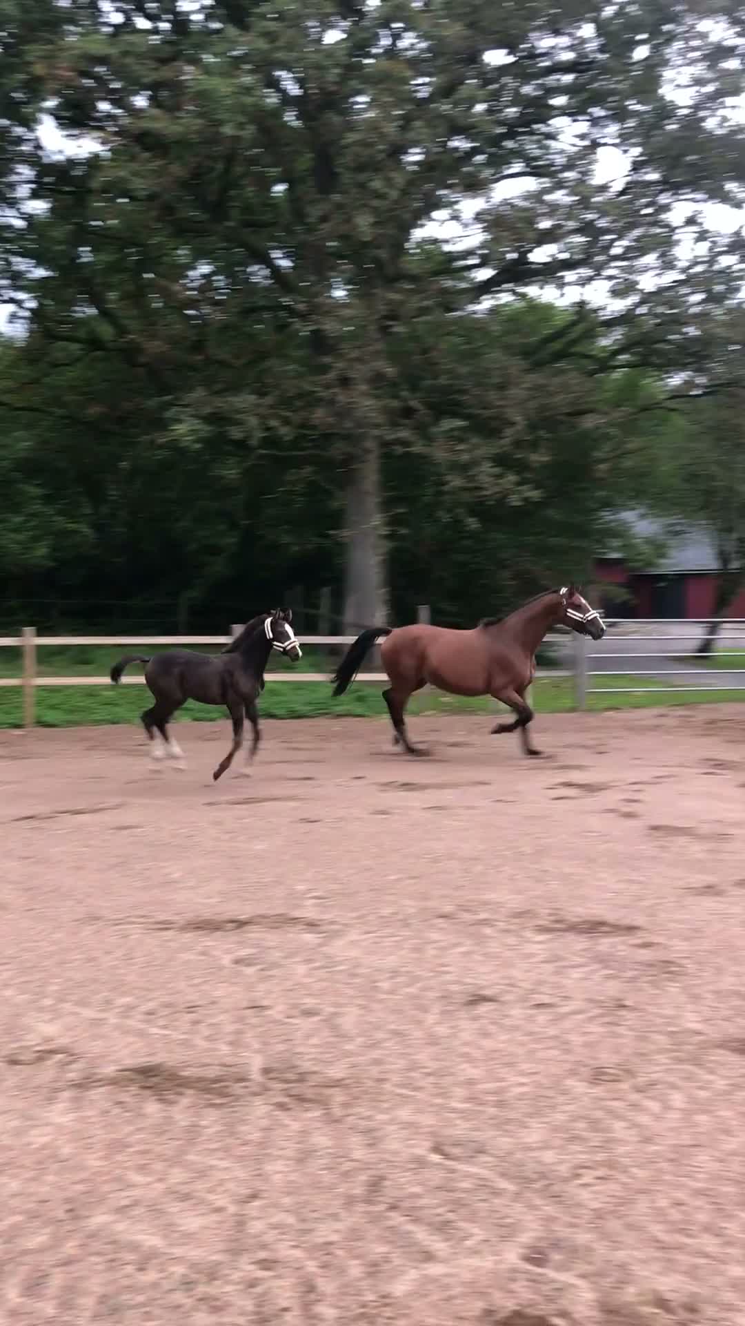 Hoppning hästar till salu: Lovande & charmigt premieföl 🤎🩵 - Video 2