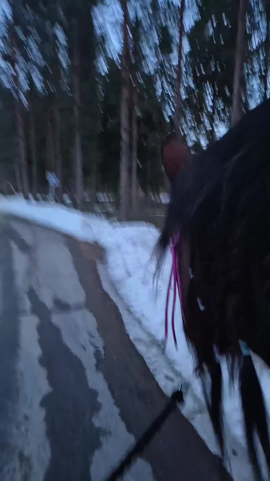 Allround hästar till salu: Blivande dressyr nordis - Video 2