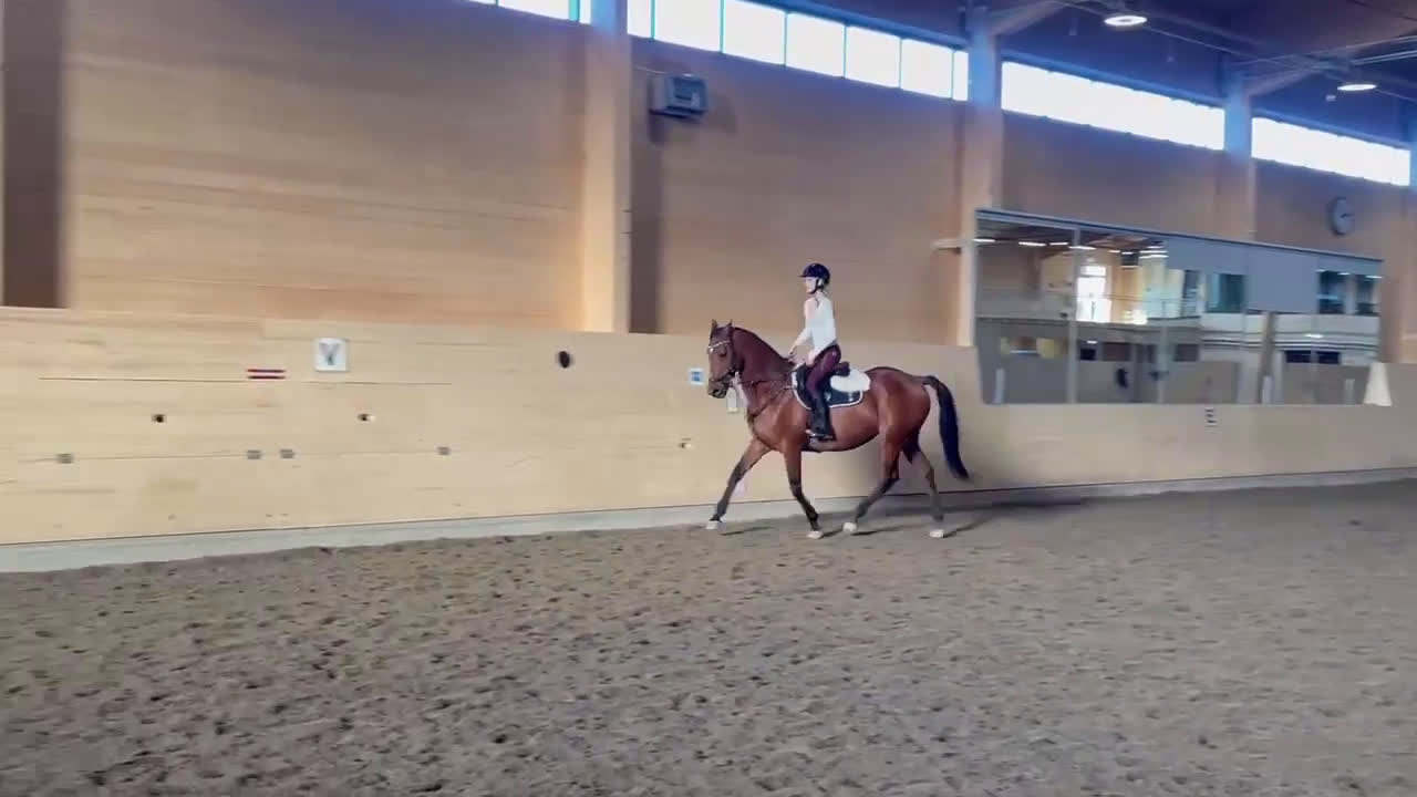 Allround hästar till salu: Piggt och trevligt allroundsto i Boden - Video 4