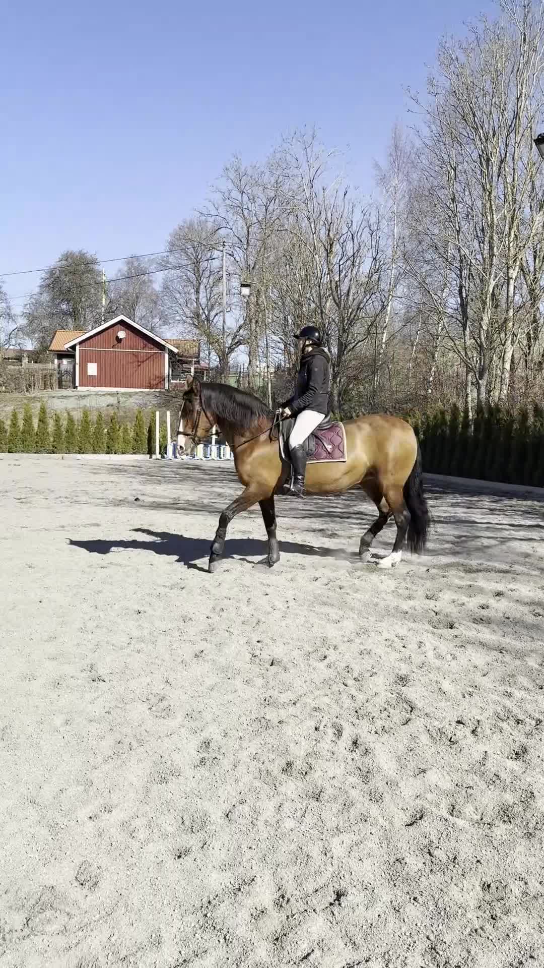 Dressyr hästar till salu: Fin Dressyrhäst  - Video 2