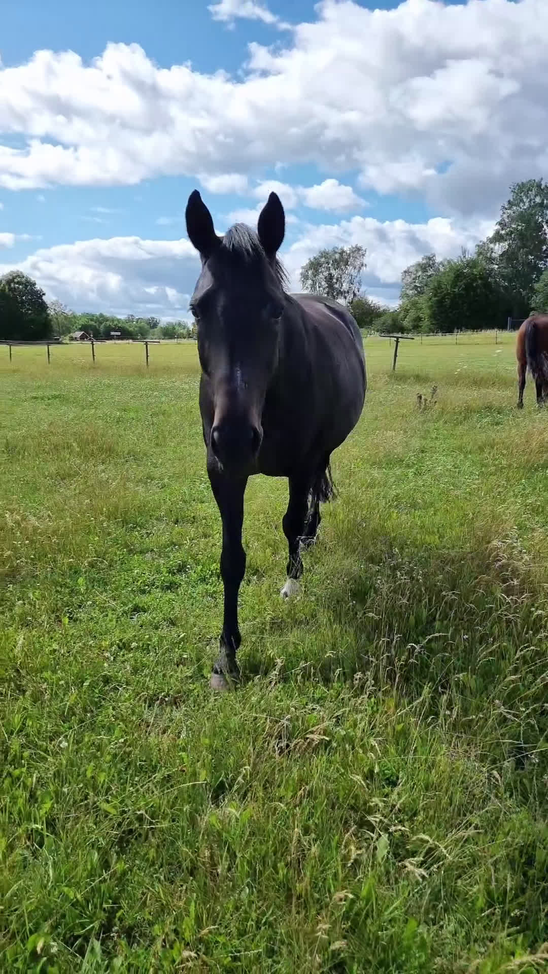 Allround hästar till salu: Sto med enorm personlighet i Linköping - Video 1