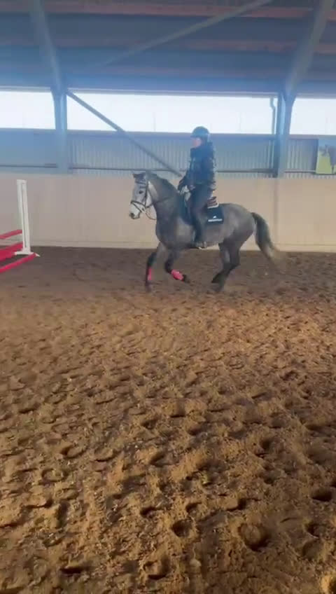 Hoppning hästar till salu: Framtida stjärna ⭐️ - Video 1