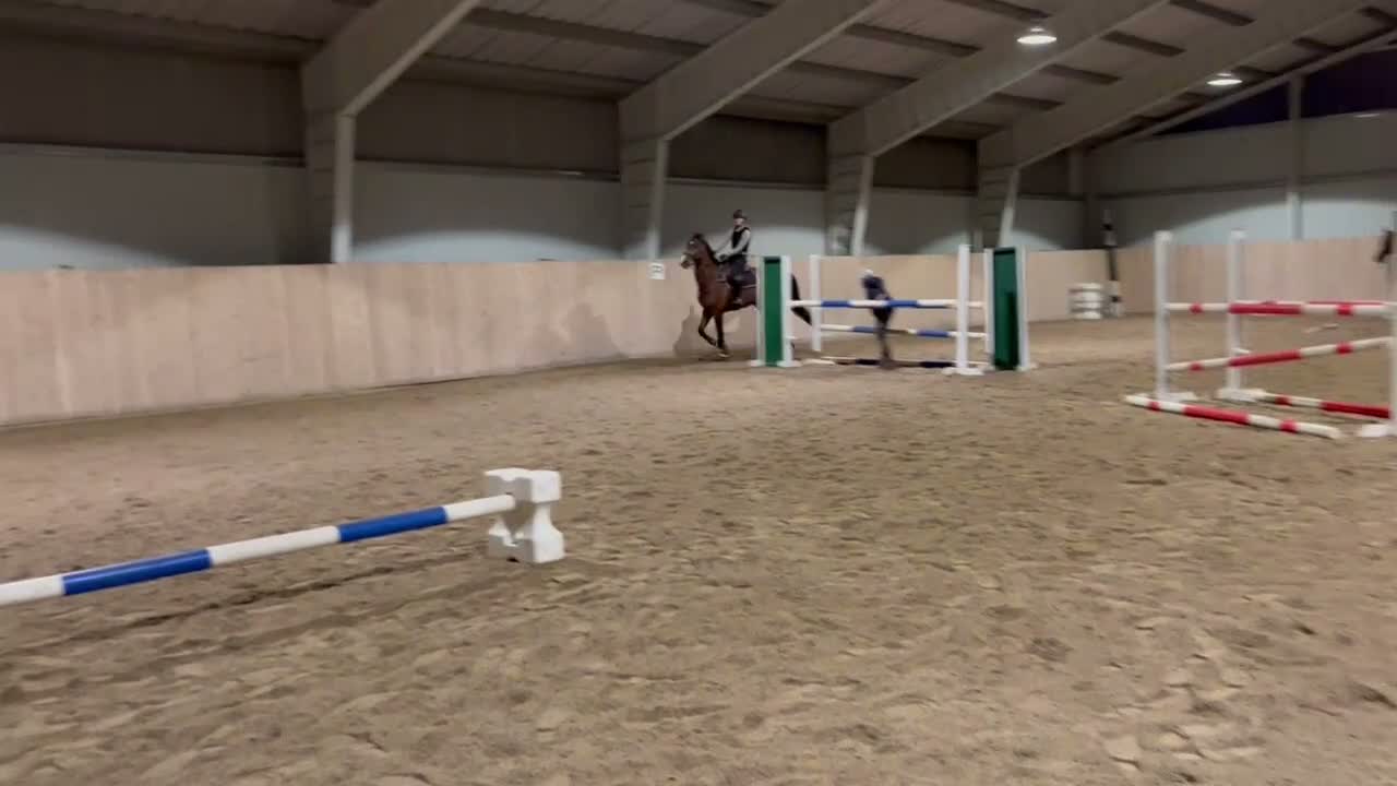 Allround hästar till salu: Trevlig Hobbyhäst säljes  - Video 1