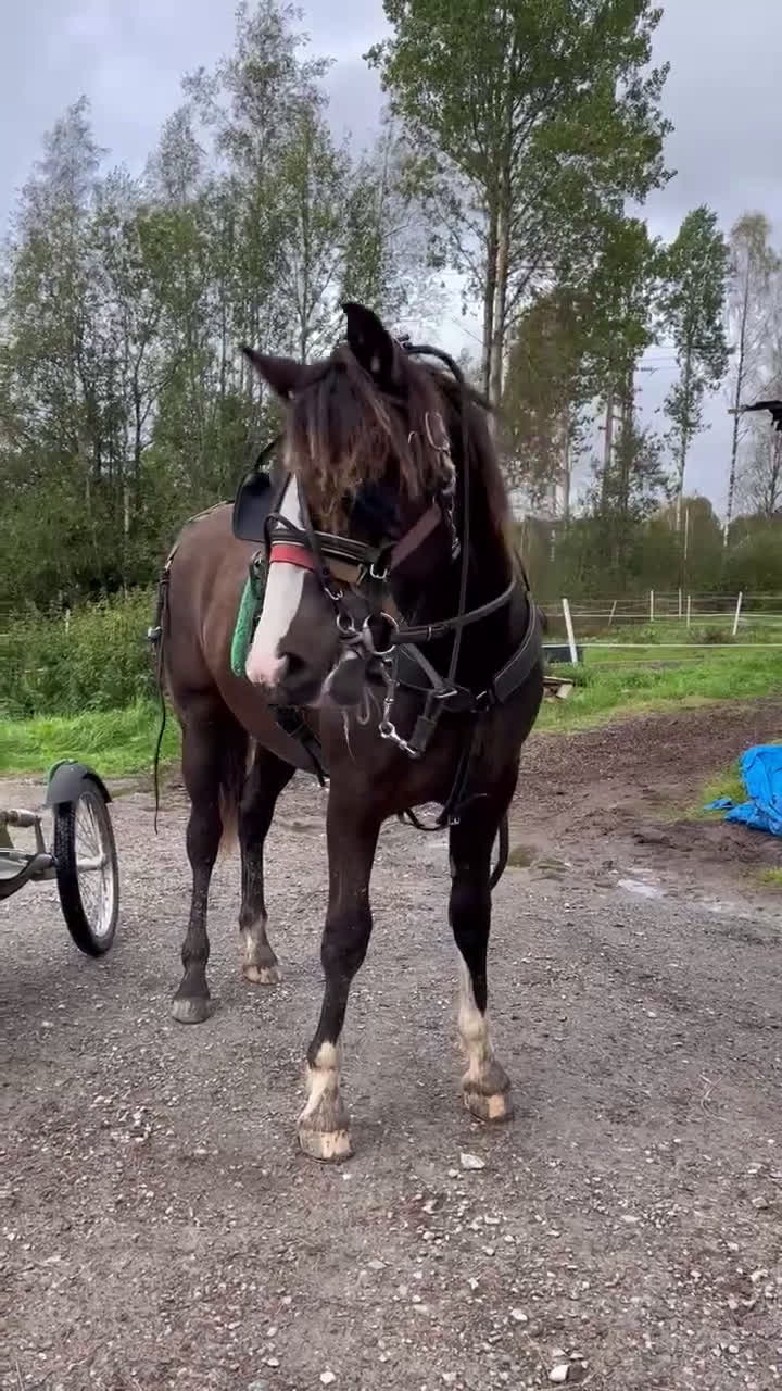 Trav hästar till salu: Super snyggt smart kallblod sto e. Ängsborken  i Säffle - Video 1