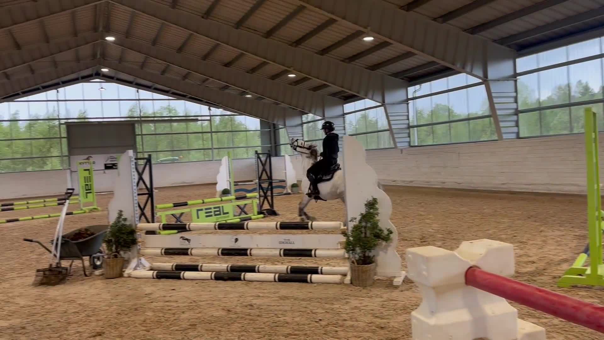 Hoppning hästar till salu: Utvecklingsbar hopponny med kapacitet  - Video 1