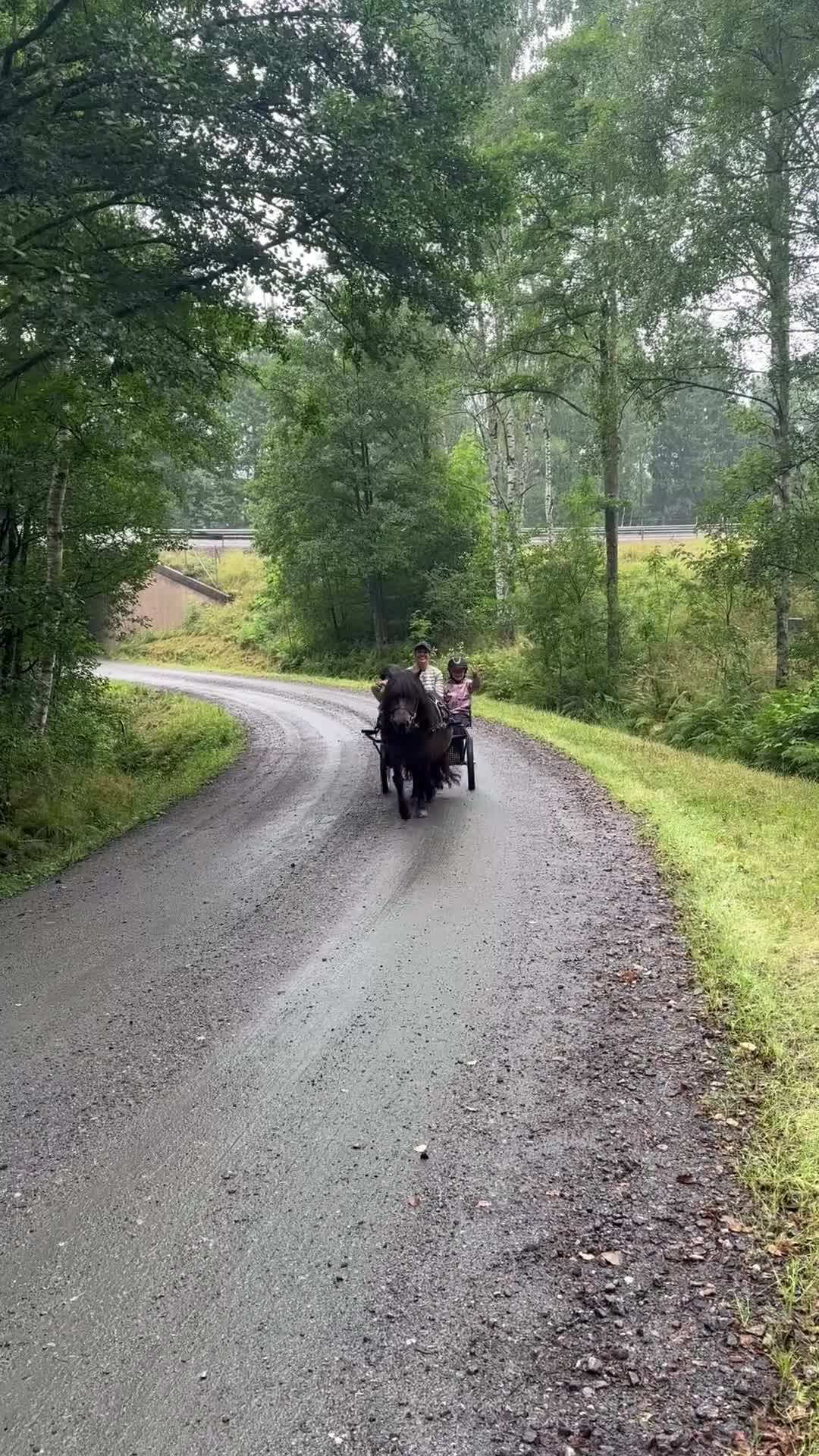 Allround hästar till salu: Stor shetlandsponny söker nytt hem - Video 2