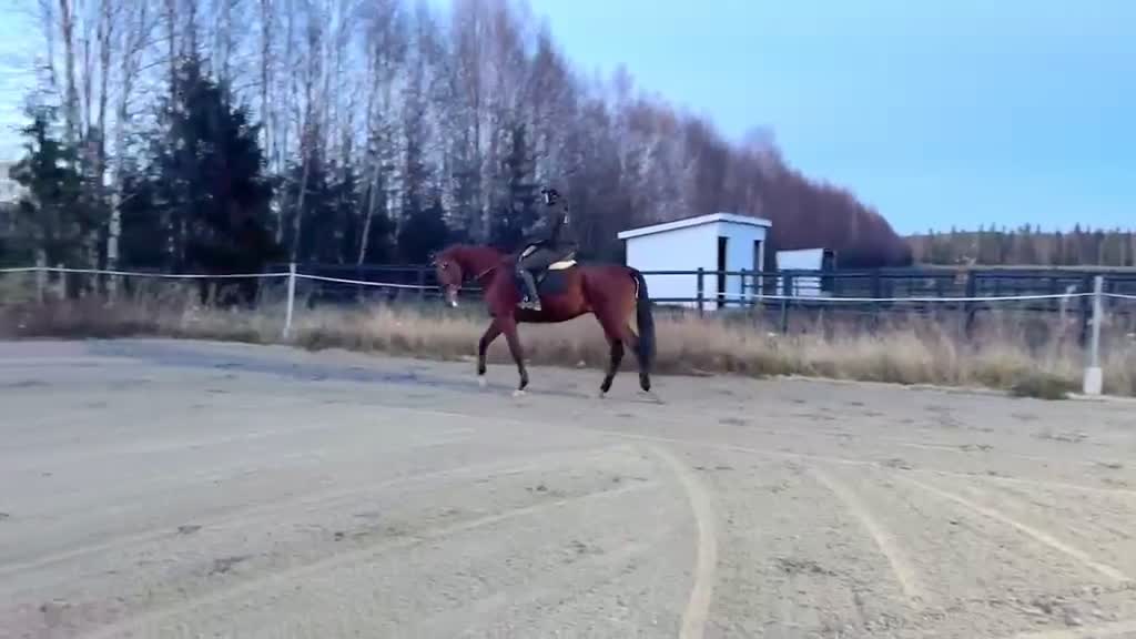 Övrigt hästar till salu: Ögongodis Eastandwest - Video 1