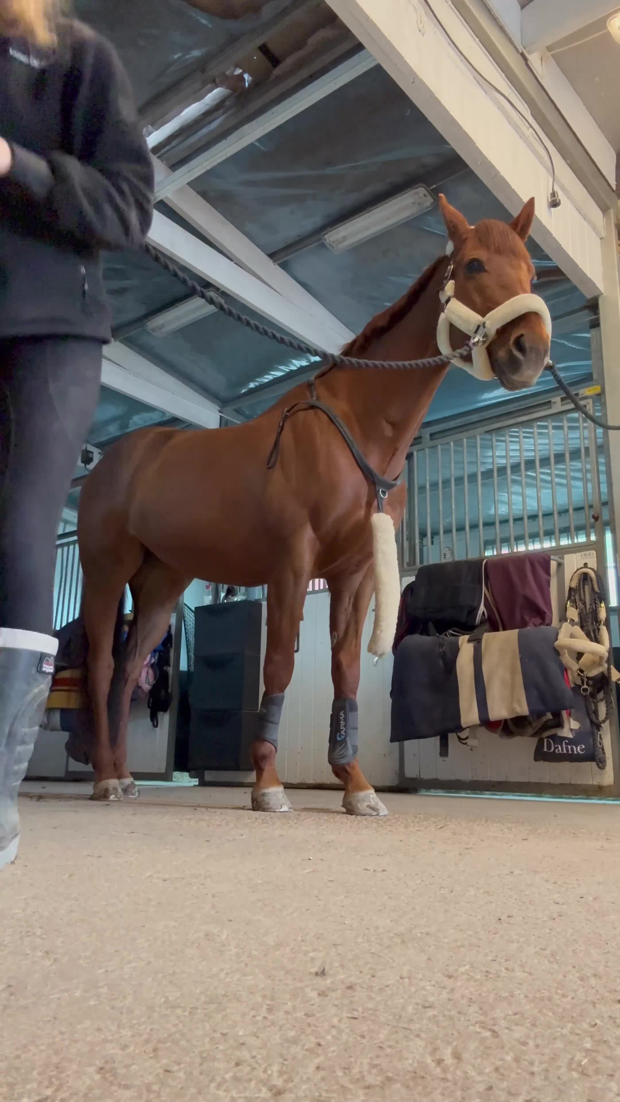 Allround hästar till salu: Ett sto med rätt inställning! - Video 4
