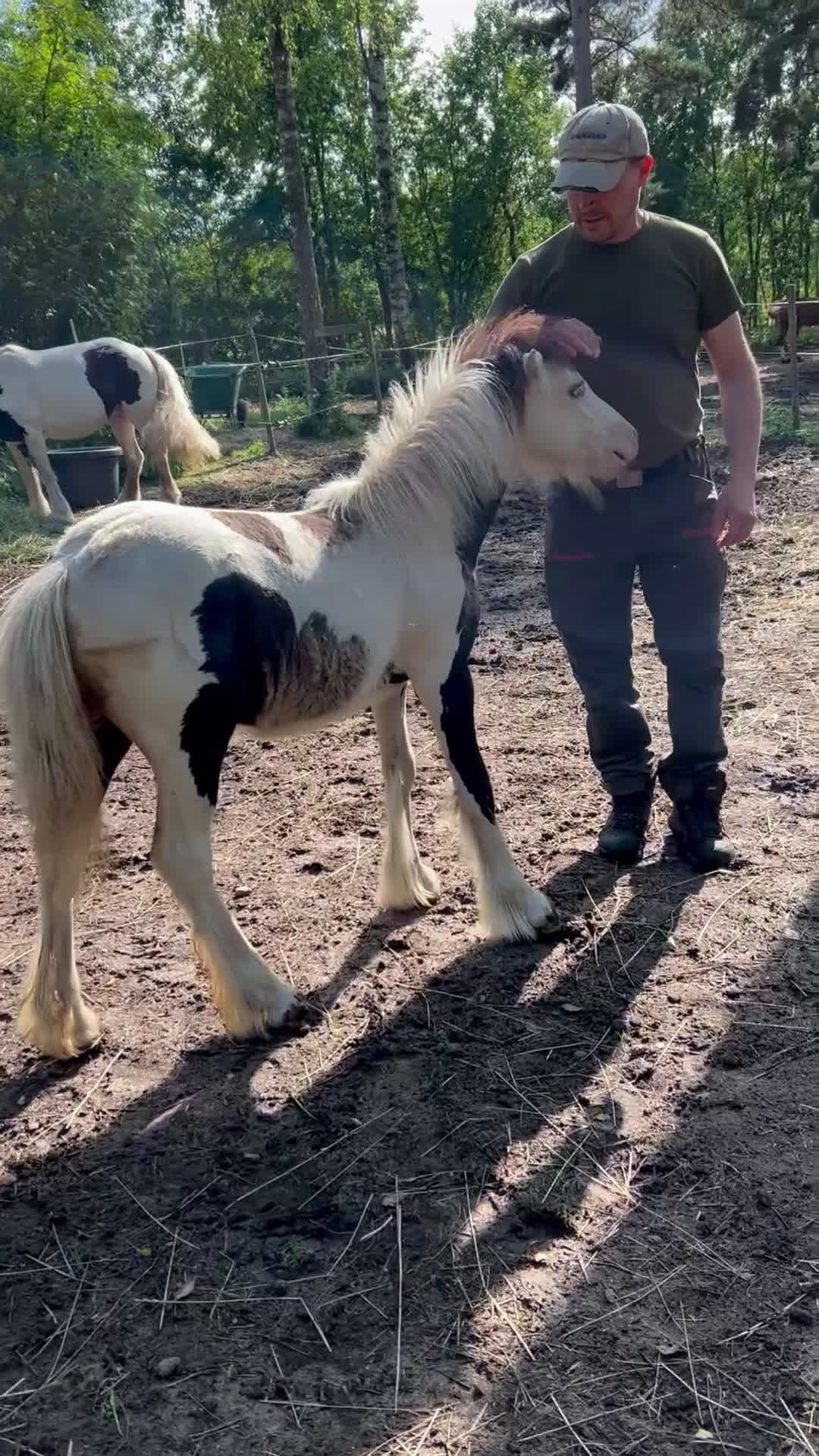 Allround hästar till salu: Världens coolaste kille *RESERVERAD* - Video 1