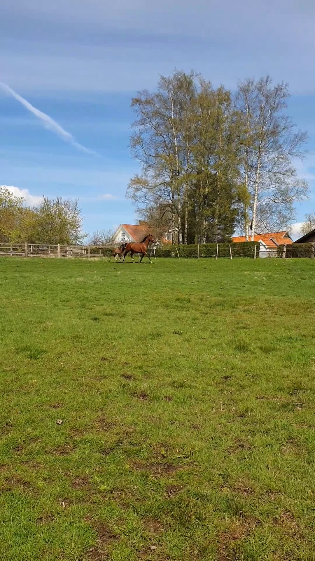 Dressyr hästar till salu: Free Ella en bästa kompis!  - Video 2