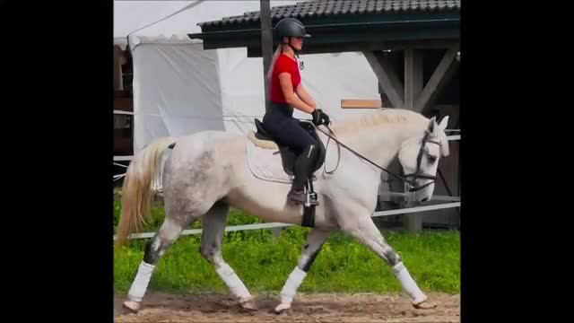 Allround hästar till salu: Exceptional Silesian Mare–The Star for your Future - Video 1