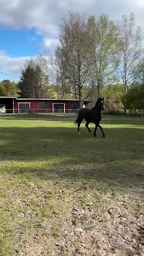Dressyr hästar till salu: Otroligt sto, projekt i Ankarsrum - Video 1