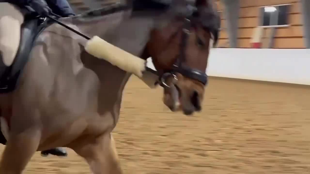 Fälttävlan hästar till salu: Fantastisk läromästare allround till salu - Video 2