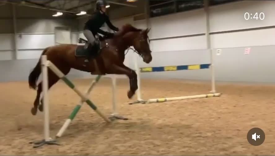 Hoppning hästar till salu: Charm Me Ryal K – en framtida stjärna - Video 3