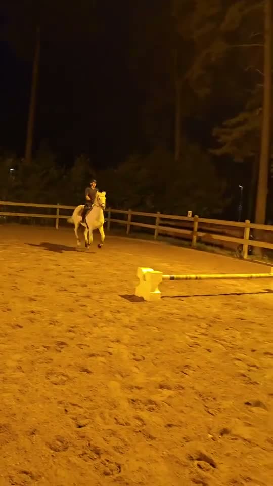Allround hästar till salu: Mysig allaroundponny! - Video 3