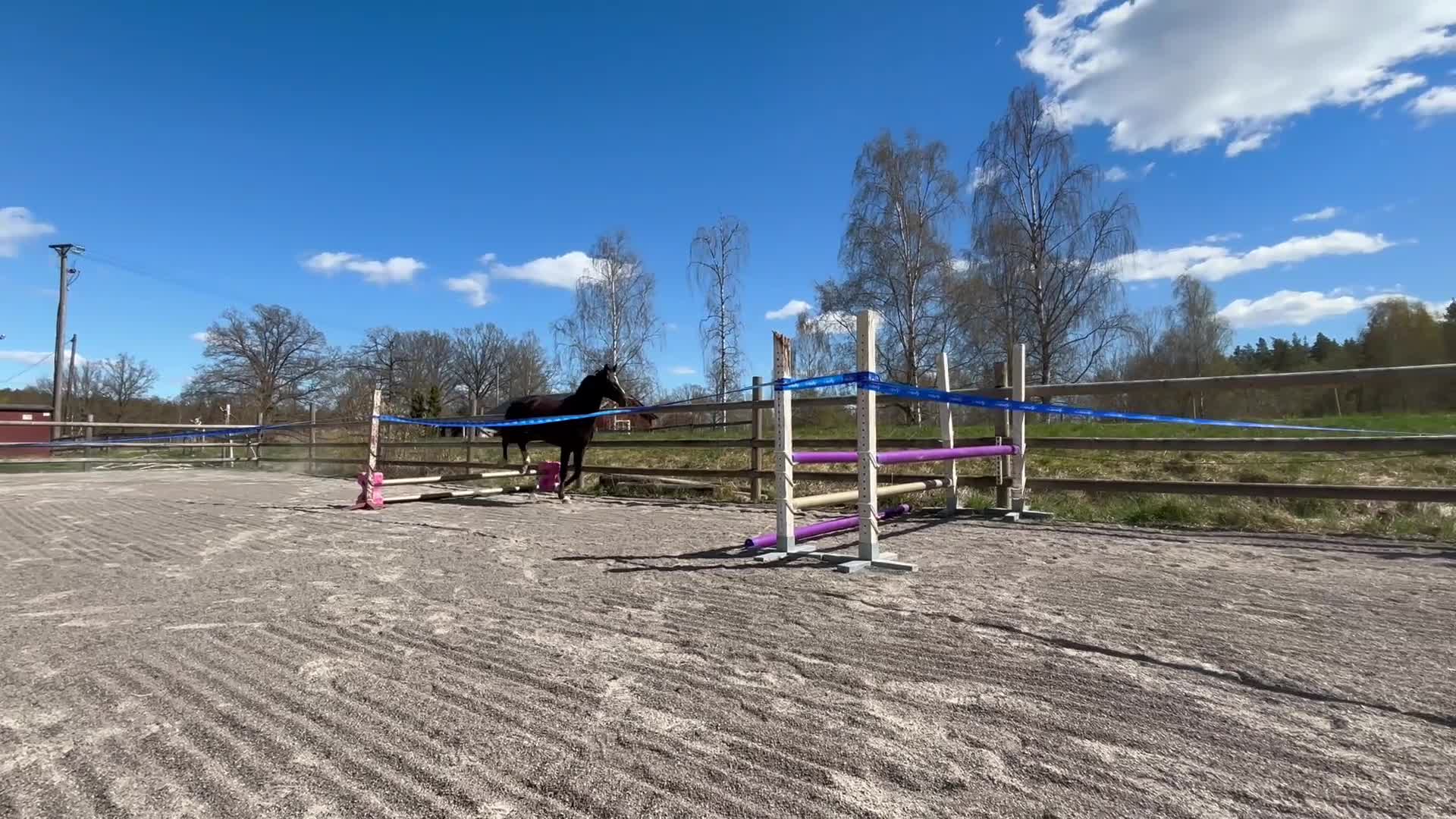 Allround hästar till salu: 4 årigt sto - Video 2