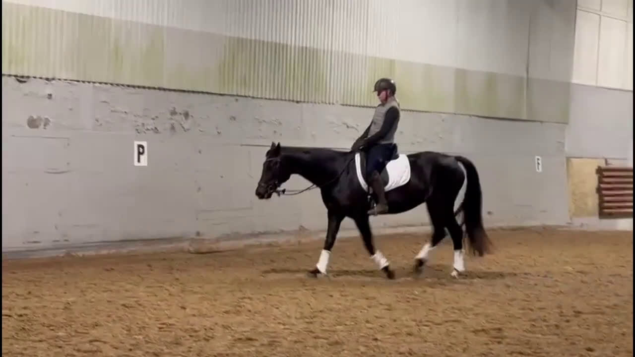 Dressyr hästar till salu: 8-årig allroundtalang - Video 2