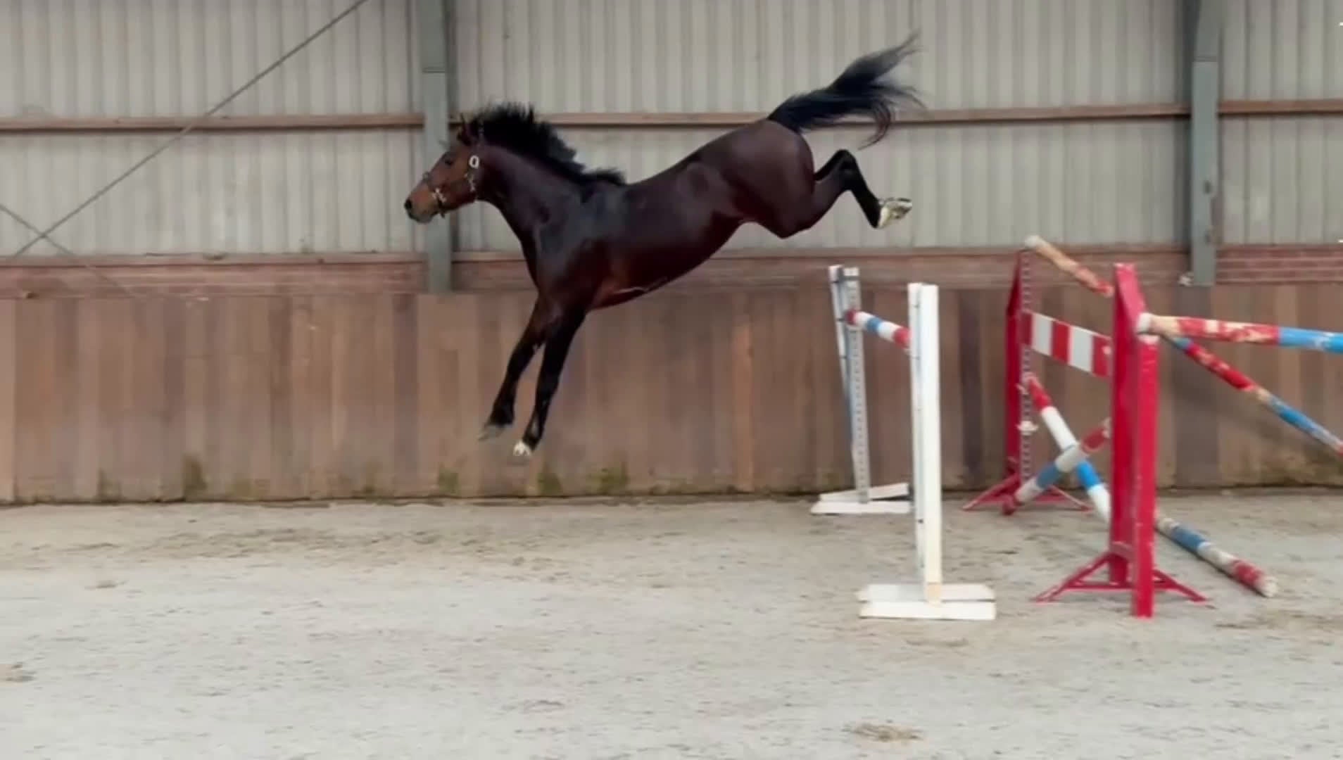 Hoppning hästar till salu: Kvick gummiboll - Video 1