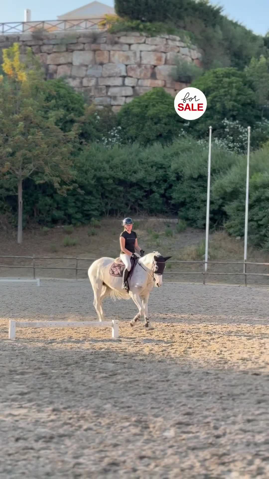Övrigt hästar till salu: Hela letar sitt nya hem ❤️  - Video 5